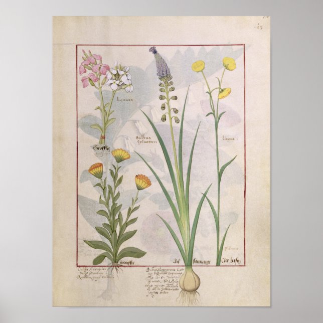 Illustration från "Bok of Simple Medicines" Poster (Framsidan)