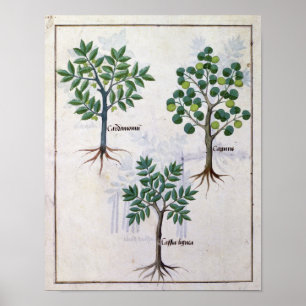 Illustration från "Bok of Simple Medicines" Poster