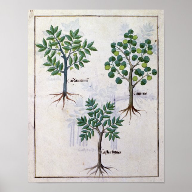 Illustration från "Bok of Simple Medicines" Poster (Framsidan)