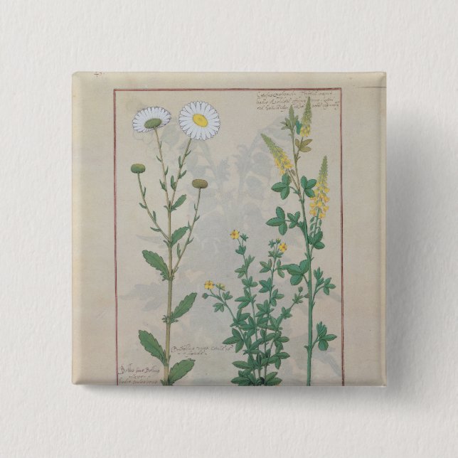 Illustration från 'boken av enkelt knapp (Framsida)