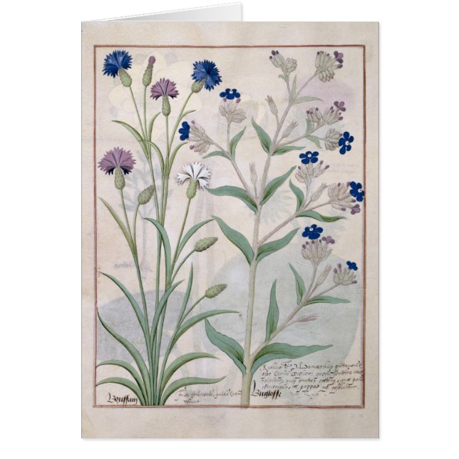 Illustration från "boken av enkla mediciner 3 hälsningskort (Framsidan)