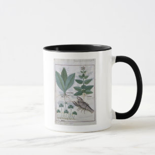 Illustration från 'boken av enkla mediciner mugg