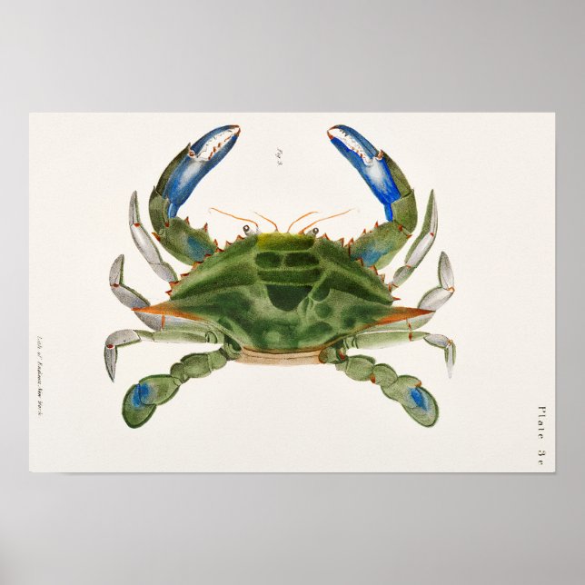 Illustration från New York Zoology of Blue Crab Poster (Framsidan)