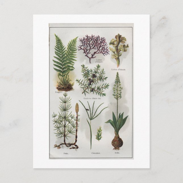 Illustration in ""MON DOCTEUR" Vykort (Framsida)