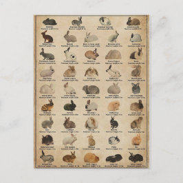 Illustration Lapins Vykort