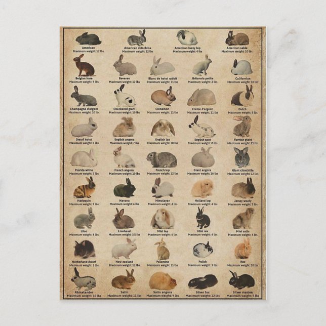 Illustration Lapins Vykort (Framsida)