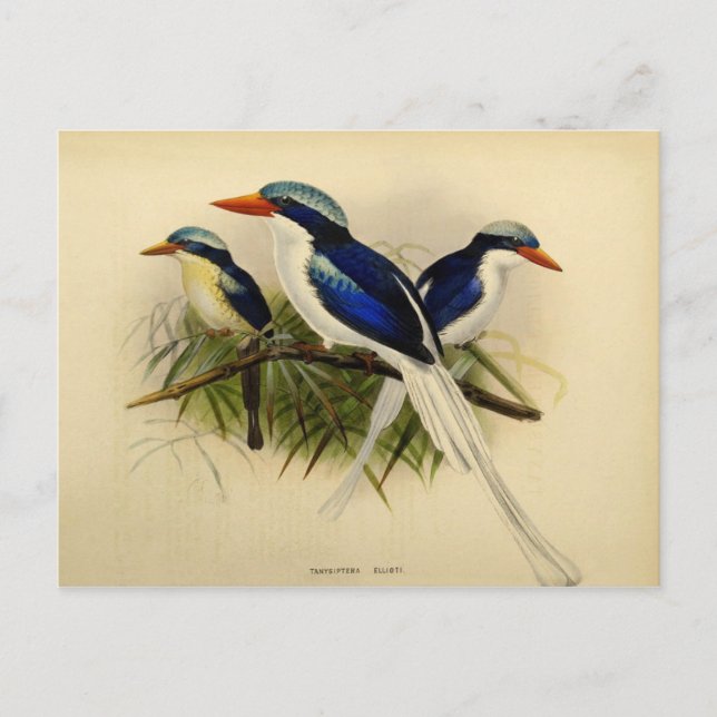 Illustration martin pêcheur vykort (Framsida)