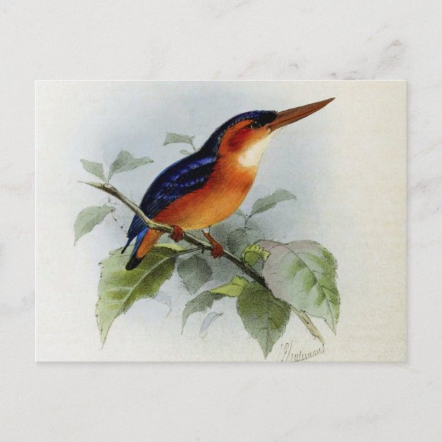 Illustration martin pêcheur vykort (Framsida)