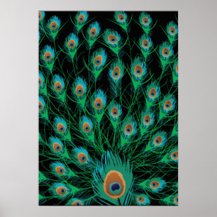 Illustration med påfågelfjädrar på svart poster