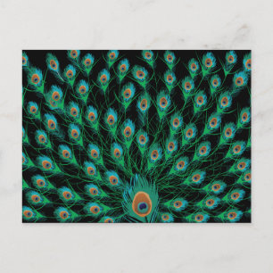 Illustration med peacock-fjädrar på svart vykort