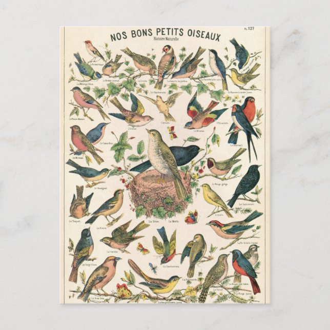 Illustration nos bons petits oiseaux vykort (Framsida)