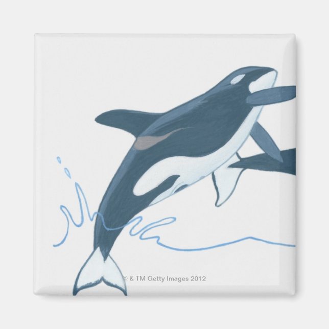 Illustration of Killer Whales (Orcinus orca) Magnet (Framsidan)