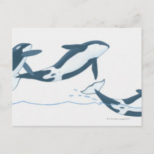 Illustration of Killer Whales (Orcinus orca) Vykort
