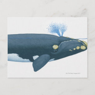 Illustration of North Pacific Höger Whale Vykort