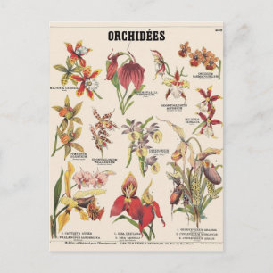 Illustration orchidées vykort