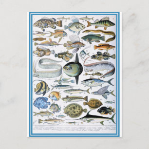 Illustration ordbok fiskar vykort