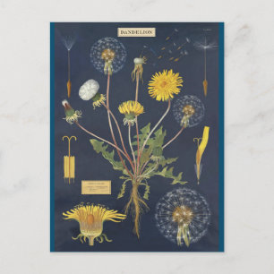 Illustration pissenlit vykort