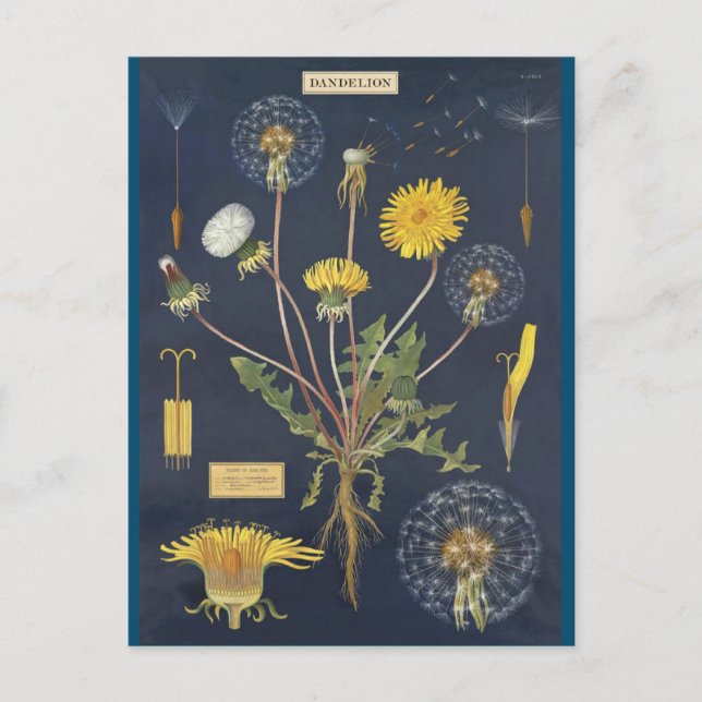 Illustration pissenlit vykort (Framsida)