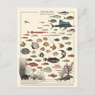 Illustration poissons exotiques vykort