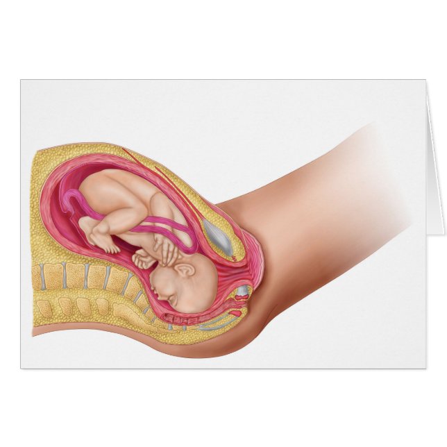 Illustration som visar leverans av Fetus 2 Hälsningskort (Framsidan Horizontal)