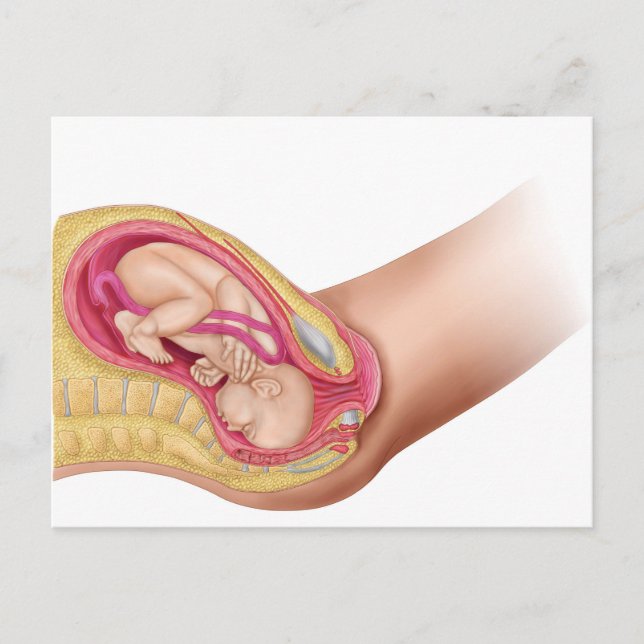 Illustration som visar leverans av Fetus 2 Vykort (Framsida)