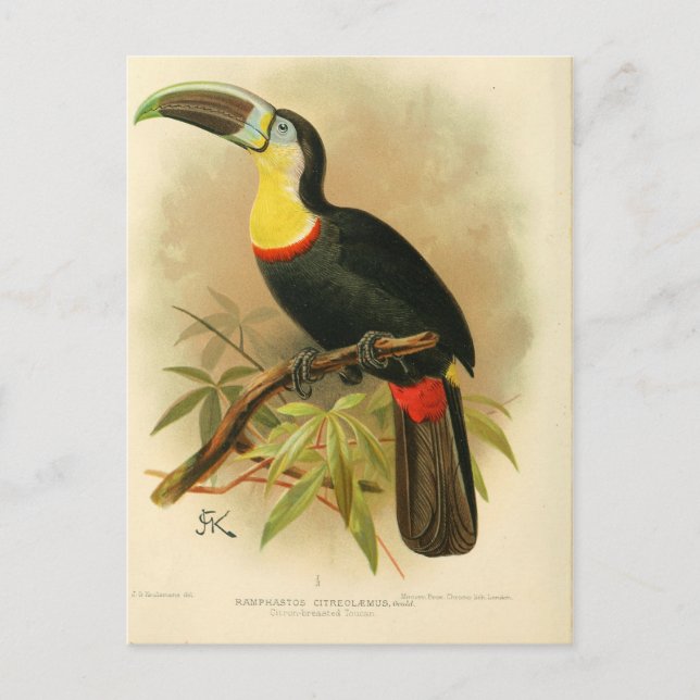 Illustration toucan vykort (Framsida)