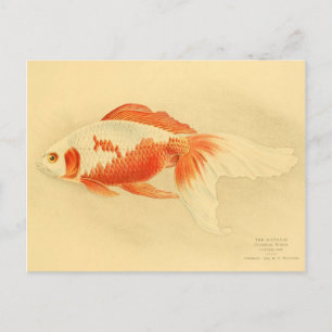 Illustration watonai goldfish Koï Vykort
