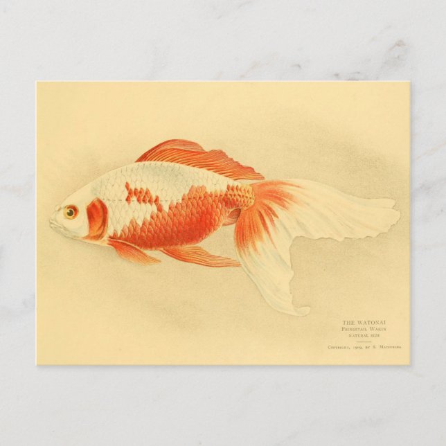 Illustration watonai goldfish Koï Vykort (Framsida)