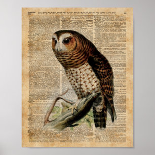 Illustration Zoology Dictionary Art i uggla Vintag Poster