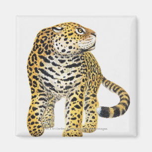Illustrationen av jaguar med huvudet profilerar in magnet
