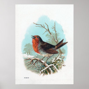 Illustrationen för Robin vintagefågel Poster