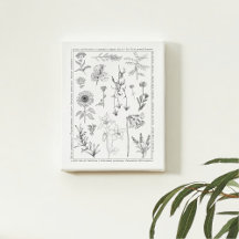 Illustrationer av botaniskt nordamerikanskt Wildbl