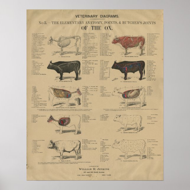 Illustrationer från veterinär- och konsolanatomer poster (Framsidan)