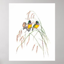 Illustrationer på Vintagen Gouldian Finch Bird