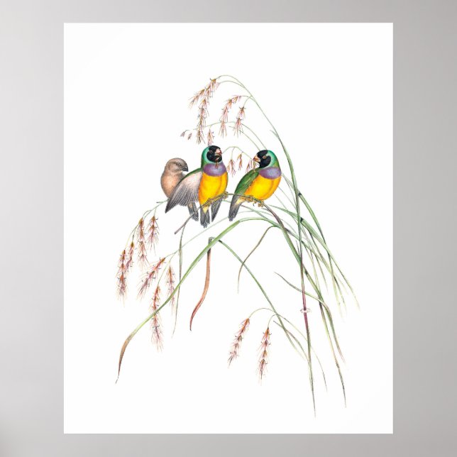 Illustrationer på Vintagen Gouldian Finch Bird Poster (Framsidan)