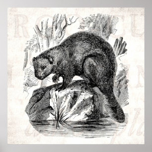 Illustrationsmall för beavers-beavers på 1800s för poster
