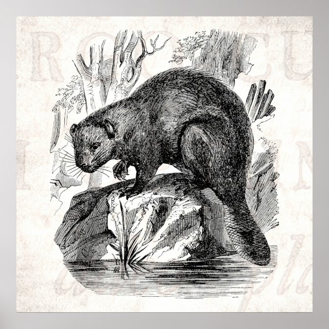 Illustrationsmall för beavers-beavers på 1800s för poster (Framsidan)