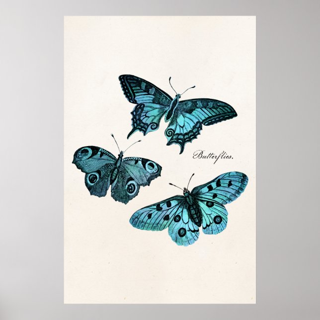 Illustrationsmall för vintage Teal Blue Butterfly Poster (Framsidan)