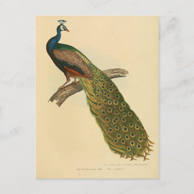 Illustrationspunkt Vykort (Framsida)