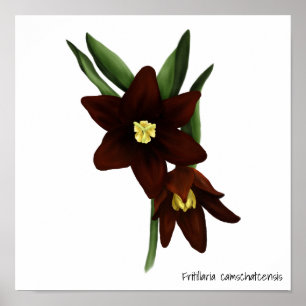 Illustrerad choklad Lily Flowers Poster