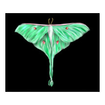 Illustrerad Grönt Lunar Moth