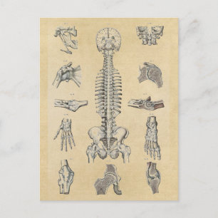 Illustrerad human Skeletal anatomi Vykort