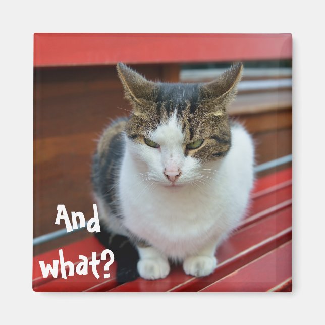 Ilsken katt magnet (Framsidan)