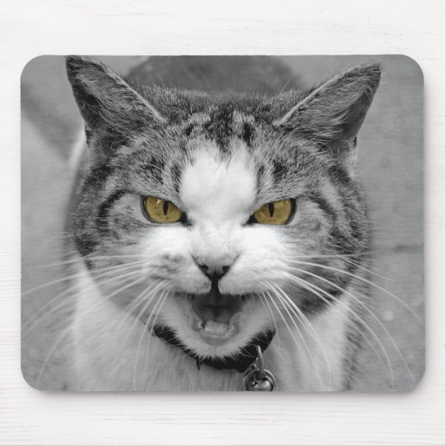 Ilsken katt musmatta (Framsidan)