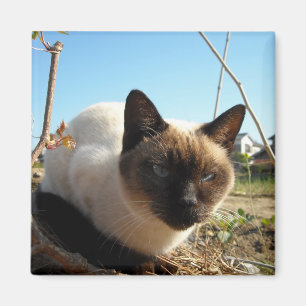 Ilsken kattunge magnet