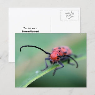 Ilsken Röd Skalbagg Natur Fotografi Vykort