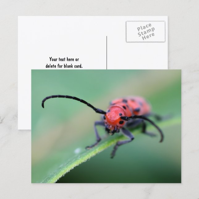 Ilsken Röd Skalbagg Natur Fotografi Vykort (Fram/baksida)