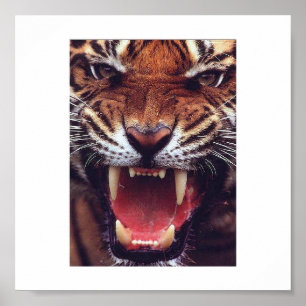 ilsken tiger poster