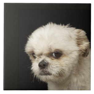 Ilsken vit Shih Tzu med bruna ögon Kakelplatta