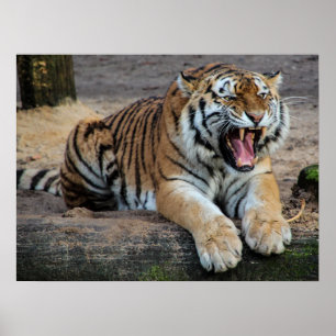 Ilskt rytande tiger fotoposter poster